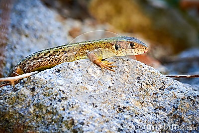 Meadow lizard Darevskia pontica sitting on a rock Stock Photo