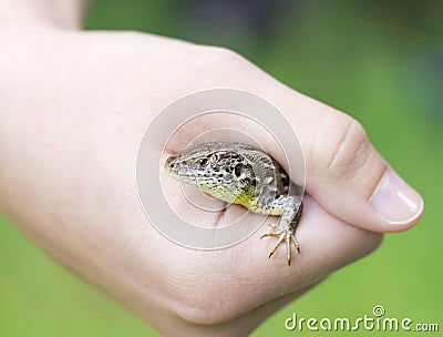 Meadow lizard in hand Stock Photo