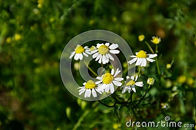 Meadow of officinal camomile flowers Stock Photo