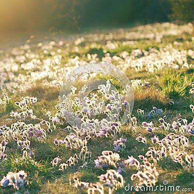 Meadow with pasque flowers in setting sun Stock Photo