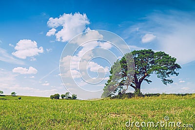 Meadow with pine tree in Latvia. Stock Photo