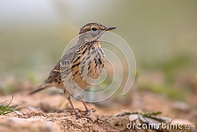 Meadow pipit on bright background Stock Photo