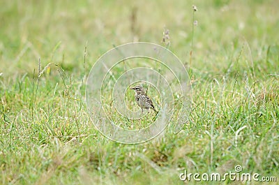 Small bird, Meadow pipit, on grass Stock Photo
