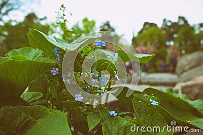 Meadow plant background: blue little flowers - forget-me-not close up and green grass Stock Photo