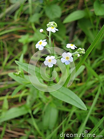 Meadow plant background: blue little flowers - forget-me-not close up and green grass. Stock Photo