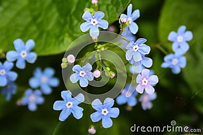 Meadow plant background: blue little flowers - forget-me-not close up and green grass. Stock Photo