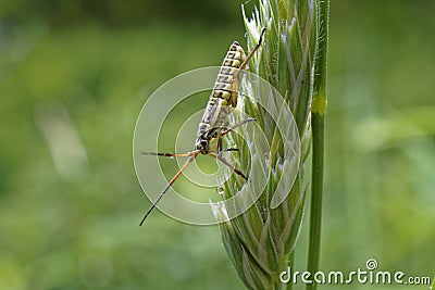 Meadow plant bug Stock Photo