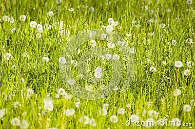 Meadow plants and dandelions Stock Photo