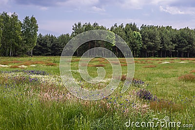 Forest and meadow with flowers in Mazowsze, Poland Stock Photo