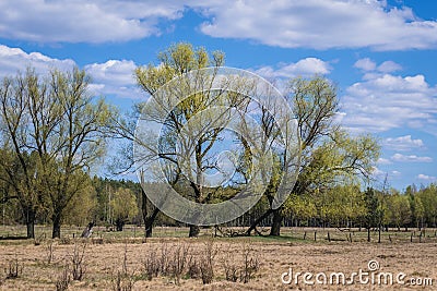 Meadow in Poland Stock Photo