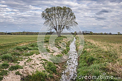 Meadow in Poland Stock Photo