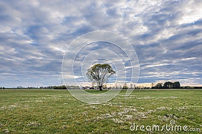 Meadow in Poland Stock Photo