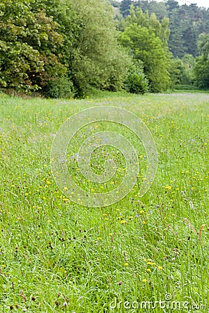 meadow in Prokopske Valley, Prague, Czech Republic Stock Photo