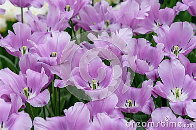 Meadow of purple blossomed tulips Violet Beaty in dutch spring Keukenhof Gardens Stock Photo