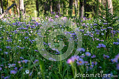 Meadow of purple sticky geranium cranesbills wildflowers on the forest floor in the Shoshone National Forest of Wyoming Stock Photo
