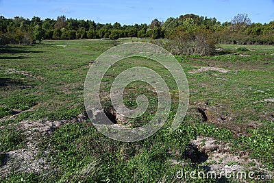 Meadow riddled with wild rabbits Stock Photo