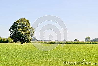 Meadow. Stock Photo