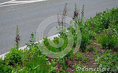 Meadow species, which thanks to the velvety purple flowers is one of the most beautiful divisions. As the only species growing in Stock Photo