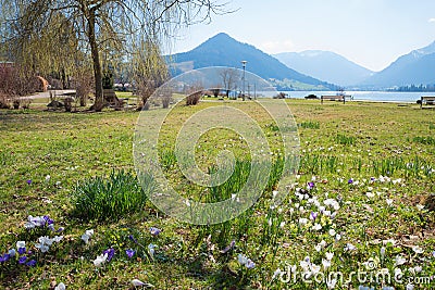 Meadow with spring crocus, spa garden schliersee, upper bavaria Stock Photo