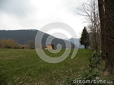 Meadow with spruce and mowed grass with flowers, in the background there are some houses and hills. Green intact nature. The way o Stock Photo
