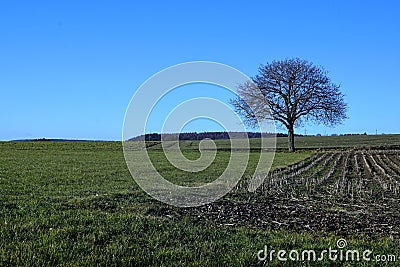 Meadow in stockach Stock Photo