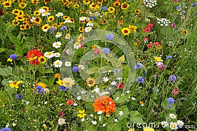 Meadow With Summer Flowers Royalty Free Stock Photography - Image: 16715617