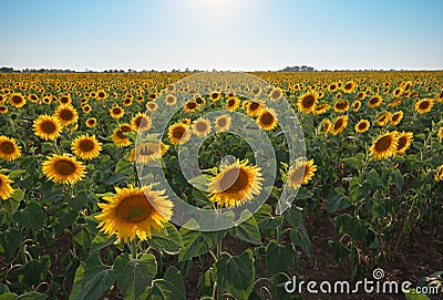 Meadow of sunflower Stock Photo