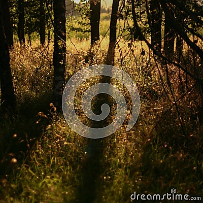 Meadow at sunset with tree trunk silhouettes and a play of light in the hall. Tree silhouettes that cast shadows on the grass Stock Photo