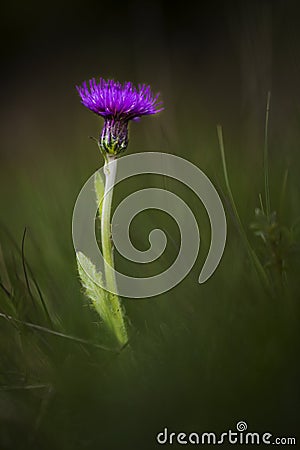 Meadow Thistle, Cirsium dissectum Stock Photo