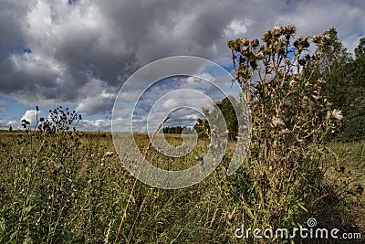 Meadow with thistles in summer Stock Photo