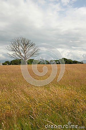 Meadow tree. Stock Photo