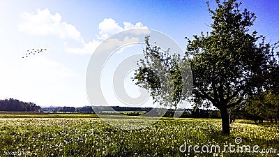 Meadow with tree in Switzerland Stock Photo
