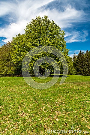 Meadow with trees and partly cloudy sky above during springtime in Bile Karpaty mountains in Czech republic Stock Photo