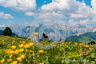 Meadow of Trollius altaicus flower with mountains in the background Stock Photo