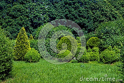 Meadow turf lawn with clipped evergreen thuja bushes in topiary different shape. Stock Photo