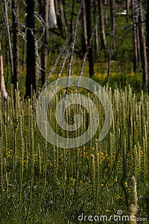 Meadow Views of Regrowth after a Forest Fire Stock Photo