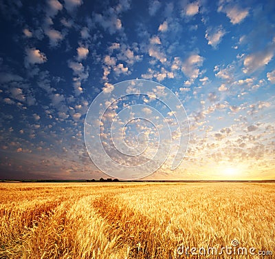 Meadow of wheat Stock Photo