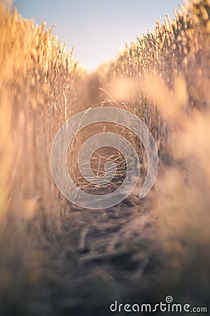 Meadow of wheat. Nature composition. Shallow depth of field. Path between two fields. Stock Photo