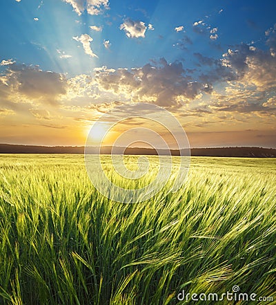 Meadow of wheat Stock Photo