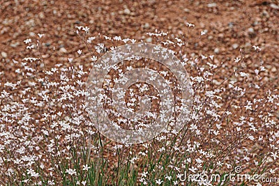 Meadow with white flowers Gypsophila repens, perennial herbaceous plant Stock Photo