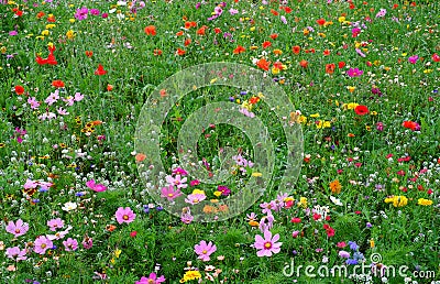 A Meadow of Wild Flowers Stock Photo