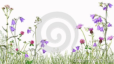 Meadow with wild flowers, isolated Stock Photo
