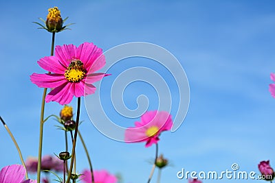 Meadow with wild pink and lilac colored flowers with a bee Stock Photo