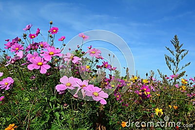 Meadow with wild pink and lilac colored flowers Stock Photo