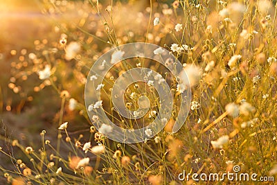 Meadow. Wild plants at sunset Stock Photo