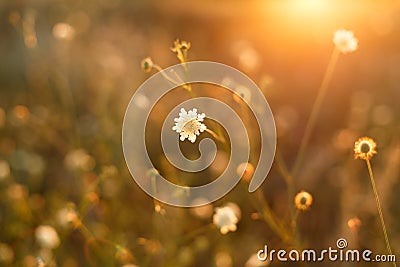 Meadow. Wild plants at sunset Stock Photo