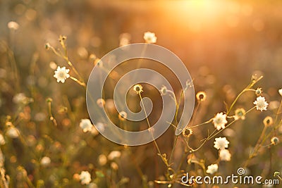 Meadow. Wild plants at sunset Stock Photo