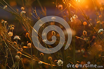 Meadow. Wild plants at sunset Stock Photo