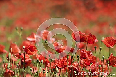 In the meadow - wild poppy flowers Stock Photo