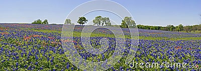 Meadow of wildflowers - bluebonnets and paintbrush Stock Photo